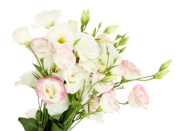 Beautiful eustoma flowers — Stock Photo, Image