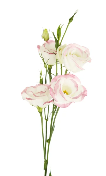 Lindas flores de eustoma — Fotografia de Stock