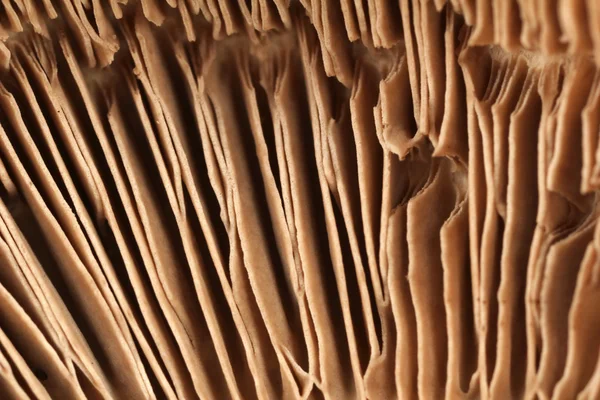Close-up de cogumelos — Fotografia de Stock