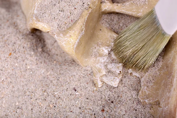 Crâne humain dans le sable et la brosse — Photo