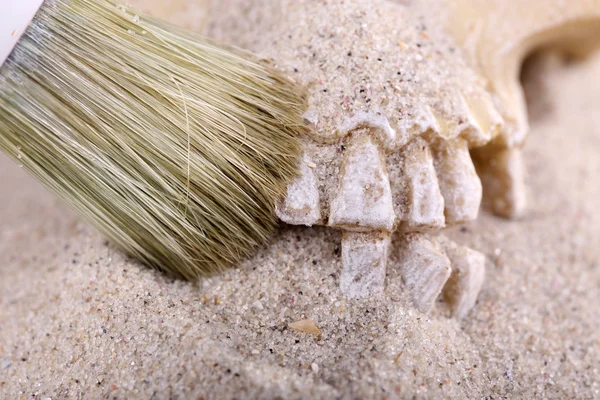 Human skull in sand and brush