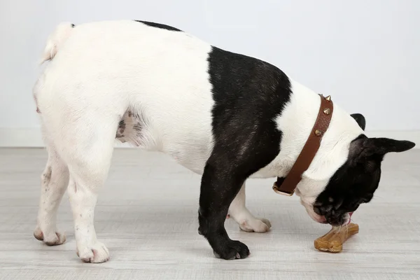 Bulldog francese con osso — Foto Stock