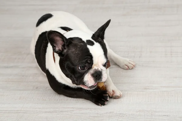 Bulldog Perancis dengan tulang — Stok Foto