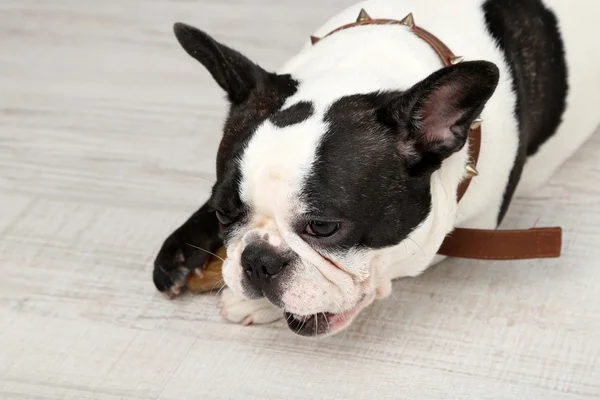 French bulldog with bone — Stock Photo, Image