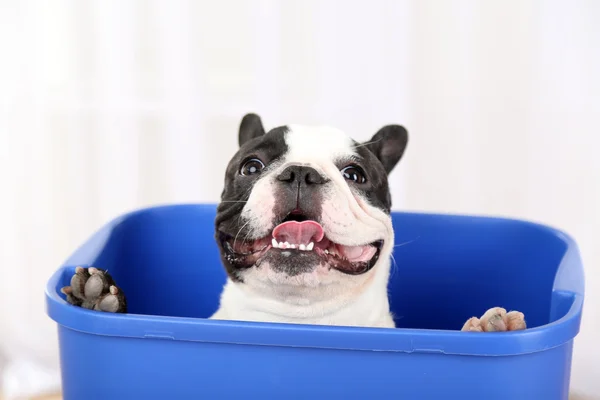 Niedliche französische Bulldogge im Papierkorb auf hellem Hintergrund — Stockfoto