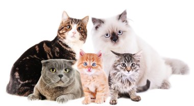 sevimli kediler üzerinde beyaz izole kolaj