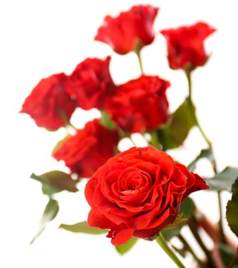 Beyaz bir demet güzel gül.