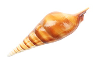 deniz kabuğu beyaz üzerine izole