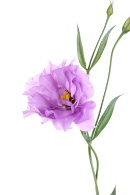 beyaz izole mor yapay eustoma