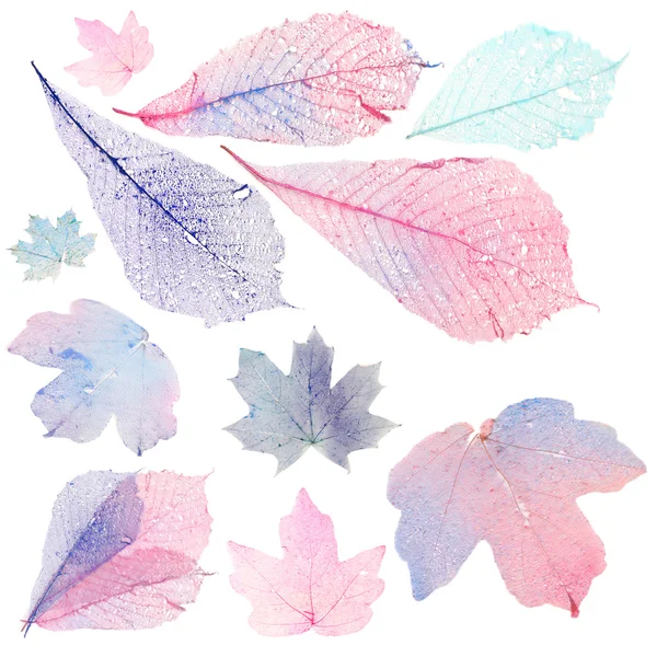 Transparent leaves on white — Stock Photo, Image