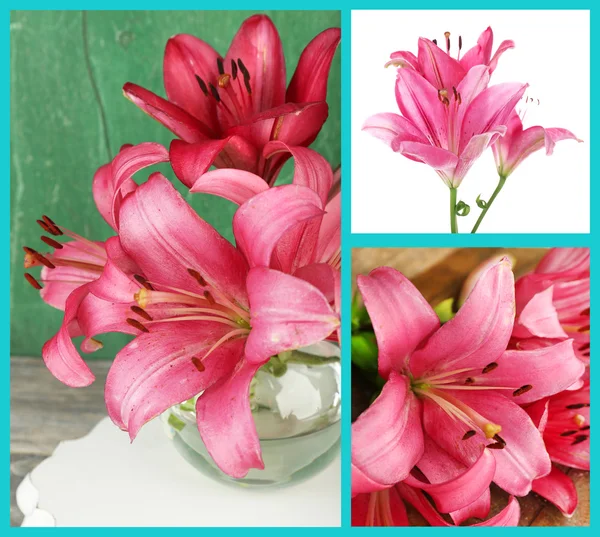 Beautiful pink lilies — Stock Photo, Image