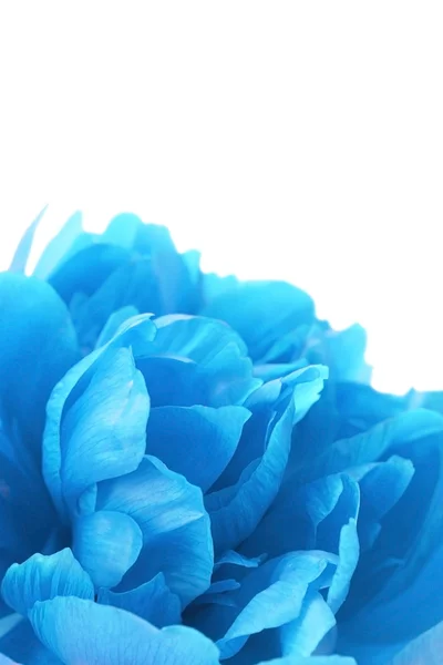 Beautiful blue flower — Stock Photo, Image