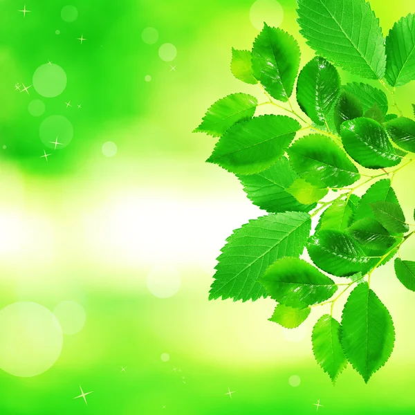 Bellissimo ramoscello verde con foglie — Foto Stock