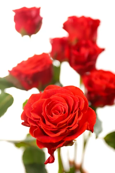 Bukiet pięknych róż — Zdjęcie stockowe