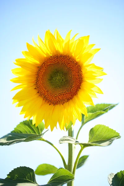 Hermoso girasol en el campo —  Fotos de Stock