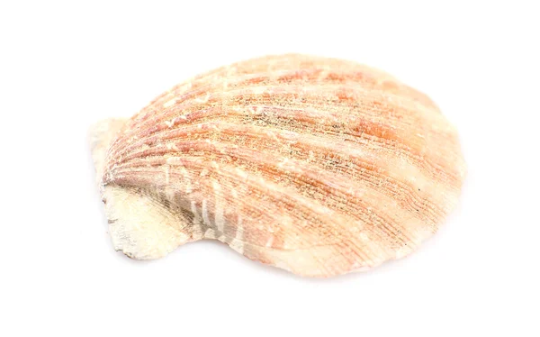 Seashell aislado en blanco — Foto de Stock