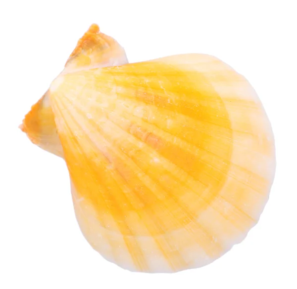 Seashell aislado en blanco — Foto de Stock