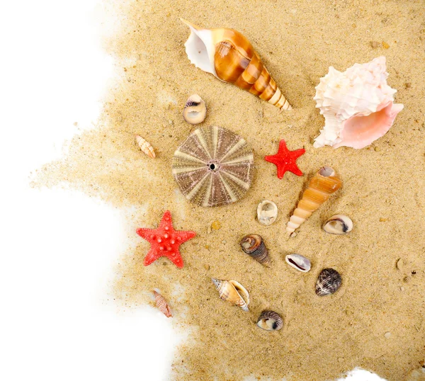 Mušle na písku, detail — Stockfoto