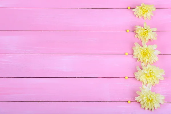 Красивые хризантемы — стоковое фото