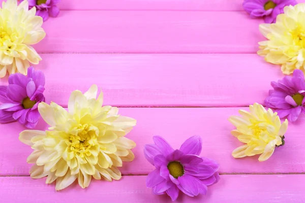 Hermosas flores de crisantemo — Foto de Stock