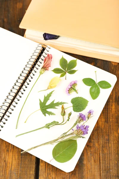 Vysušit rostliny na notebooku na dřevěné pozadí — Stock fotografie