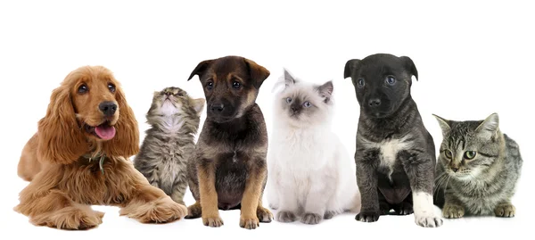 Collage van schattige huisdieren geïsoleerd op wit Stockafbeelding