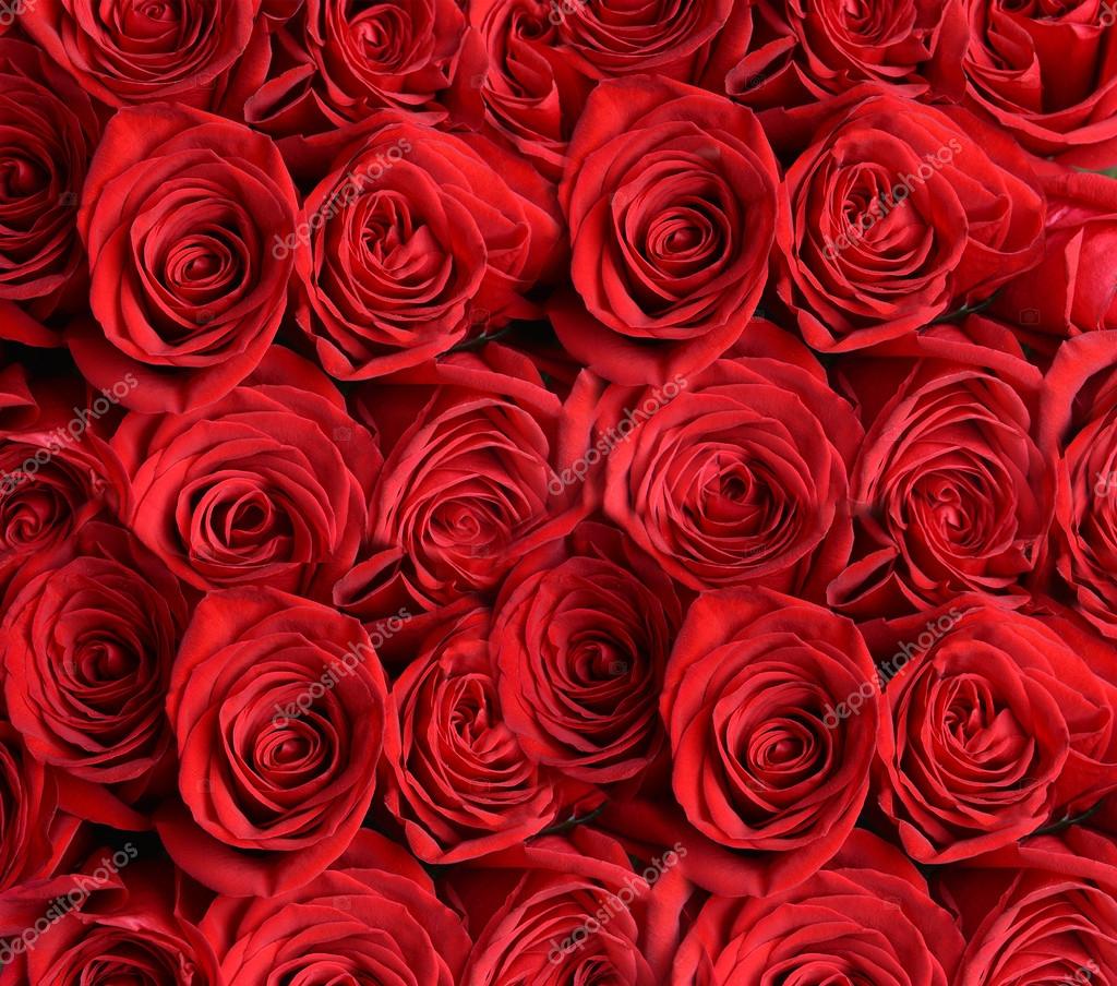 Beautiful red roses Stock Photo by ©belchonock 53851575