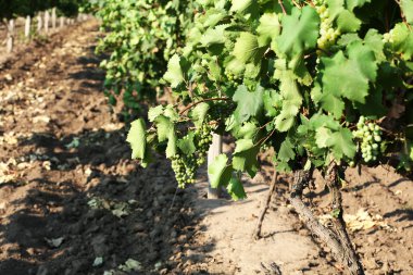 Yaz aylarında üzüm saç ekimi