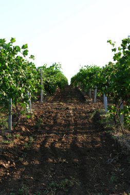 Yaz aylarında üzüm saç ekimi