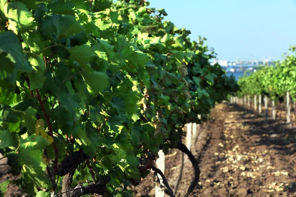 Grape plantation in summer — Stock Photo, Image