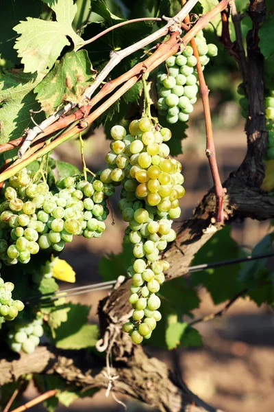 Bunches of ripe grape — Stock Photo, Image