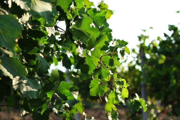 Plantação de uva no verão — Fotografia de Stock