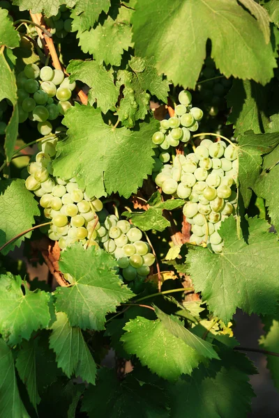 Bunches of ripe grape — Stock Photo, Image