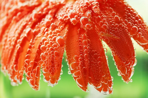 Vacker blomma i mousserande vatten, närbild — Stockfoto