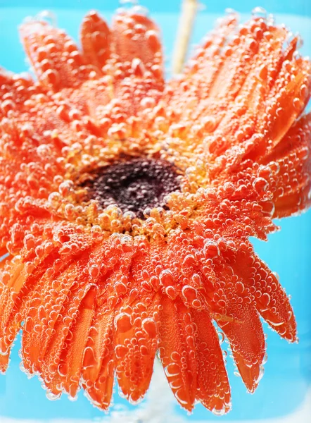 Bellissimo fiore in acqua frizzante, primo piano — Foto Stock