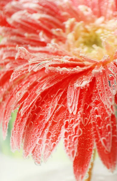 Bellissimo fiore in acqua frizzante, primo piano — Foto Stock