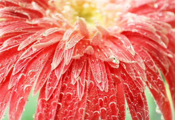 Güzel bir çiçek köpüklü su, yakın çekim — Stok fotoğraf