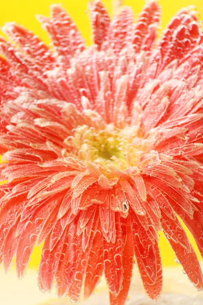 Hermosa flor en agua con gas, primer plano —  Fotos de Stock