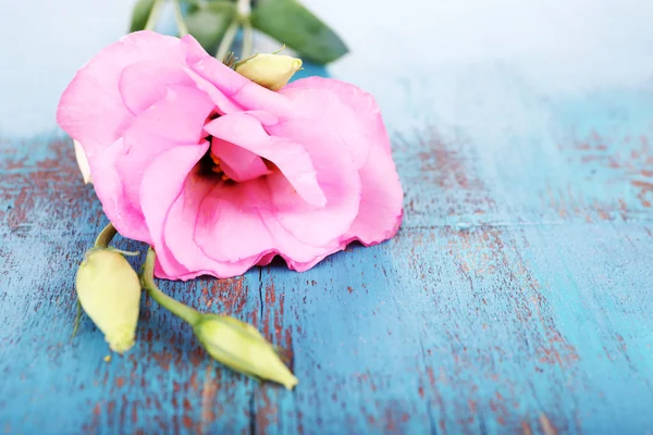 Hermosa flor de eustoma sobre fondo de madera — Foto de Stock