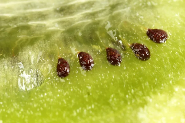 Sliced kiwi — Stock Photo, Image