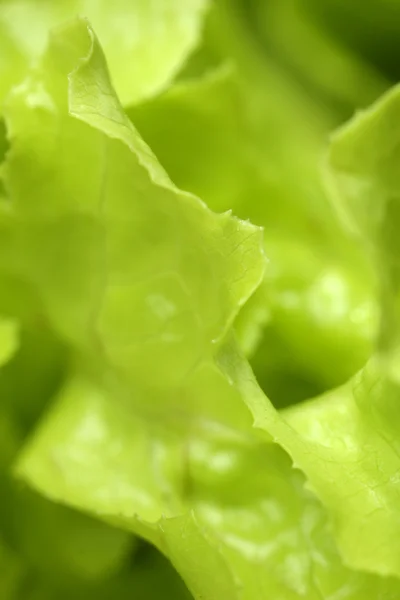 Uzavření salátu — Stock fotografie