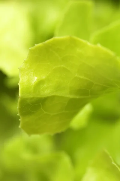 Close up of lettuce — Stock Photo, Image