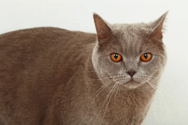 Кішки британські коротке волосся на світлому фоні — стокове фото