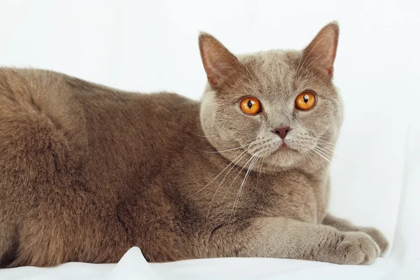 British gatto capelli corti su sfondo chiaro — Foto Stock