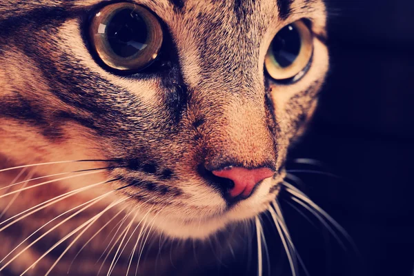 Cat's muzzle closeup — Stock Photo, Image