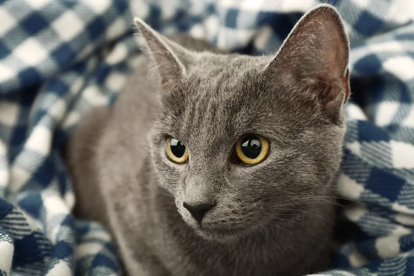 Katze auf blauer Decke Nahaufnahme — Stockfoto