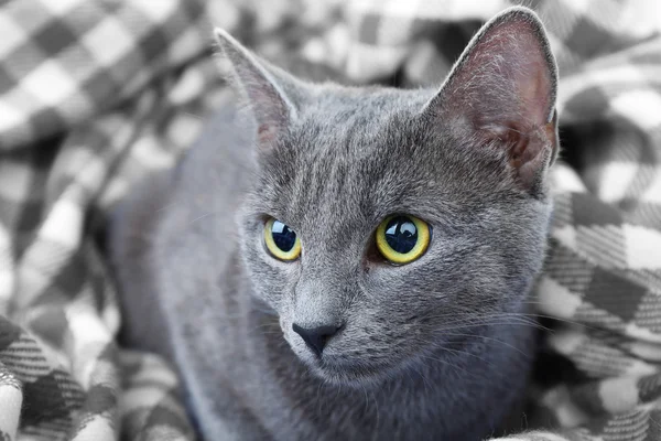 Cat on grey blanket closeup — Stock Photo, Image