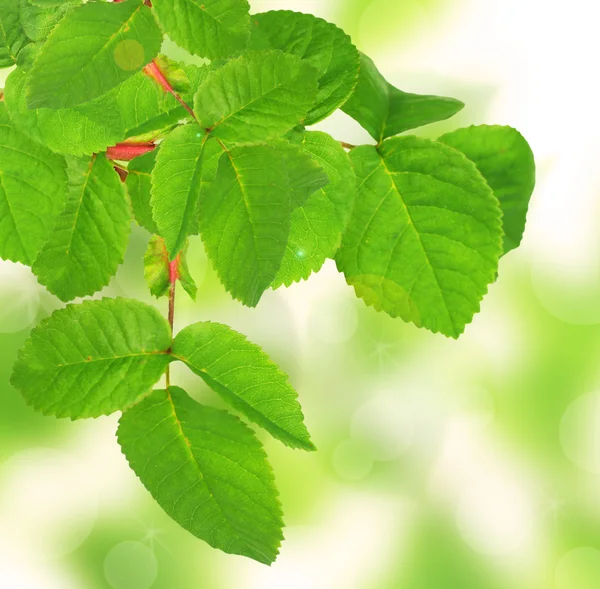Piękna Zielona gałązka z liści — Zdjęcie stockowe