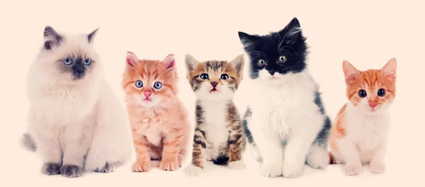 Collage of cute cats — Stock Photo, Image