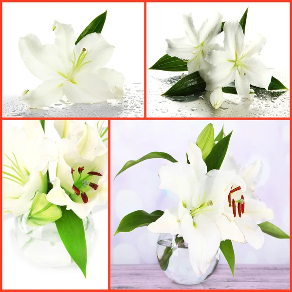 Collage of beautiful white lilies — Stock Photo, Image
